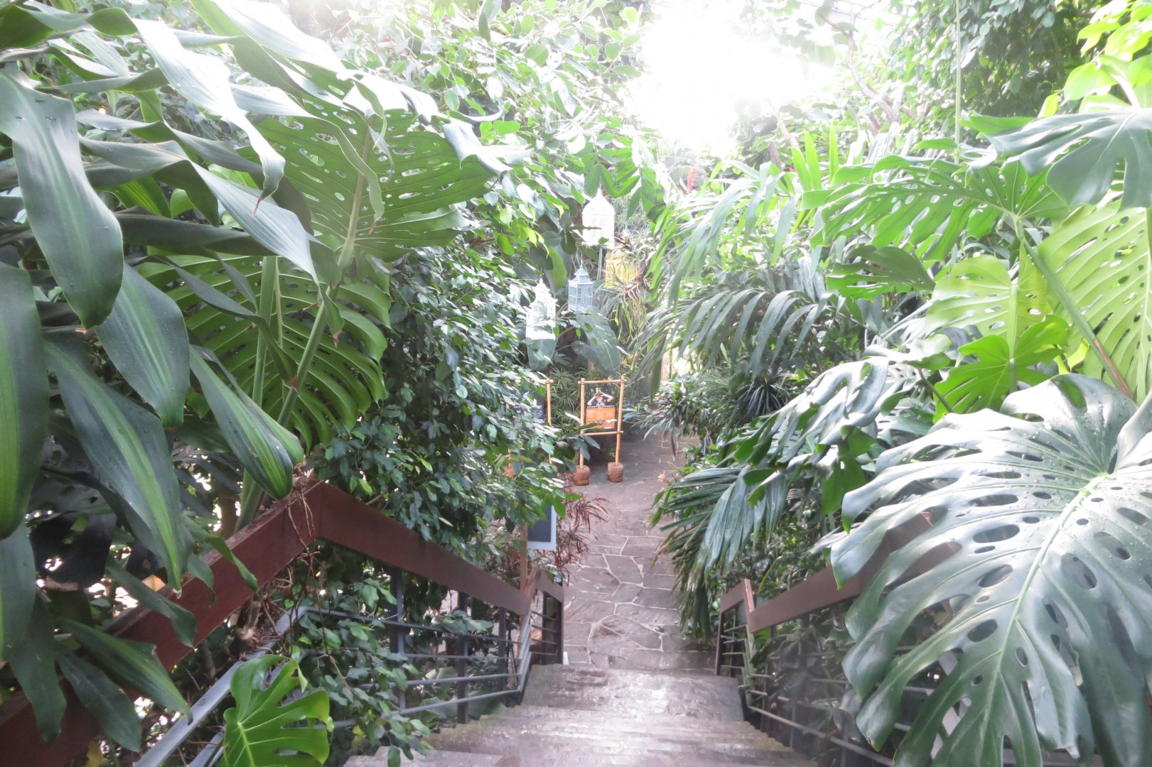 Tropenvoegel House 011218