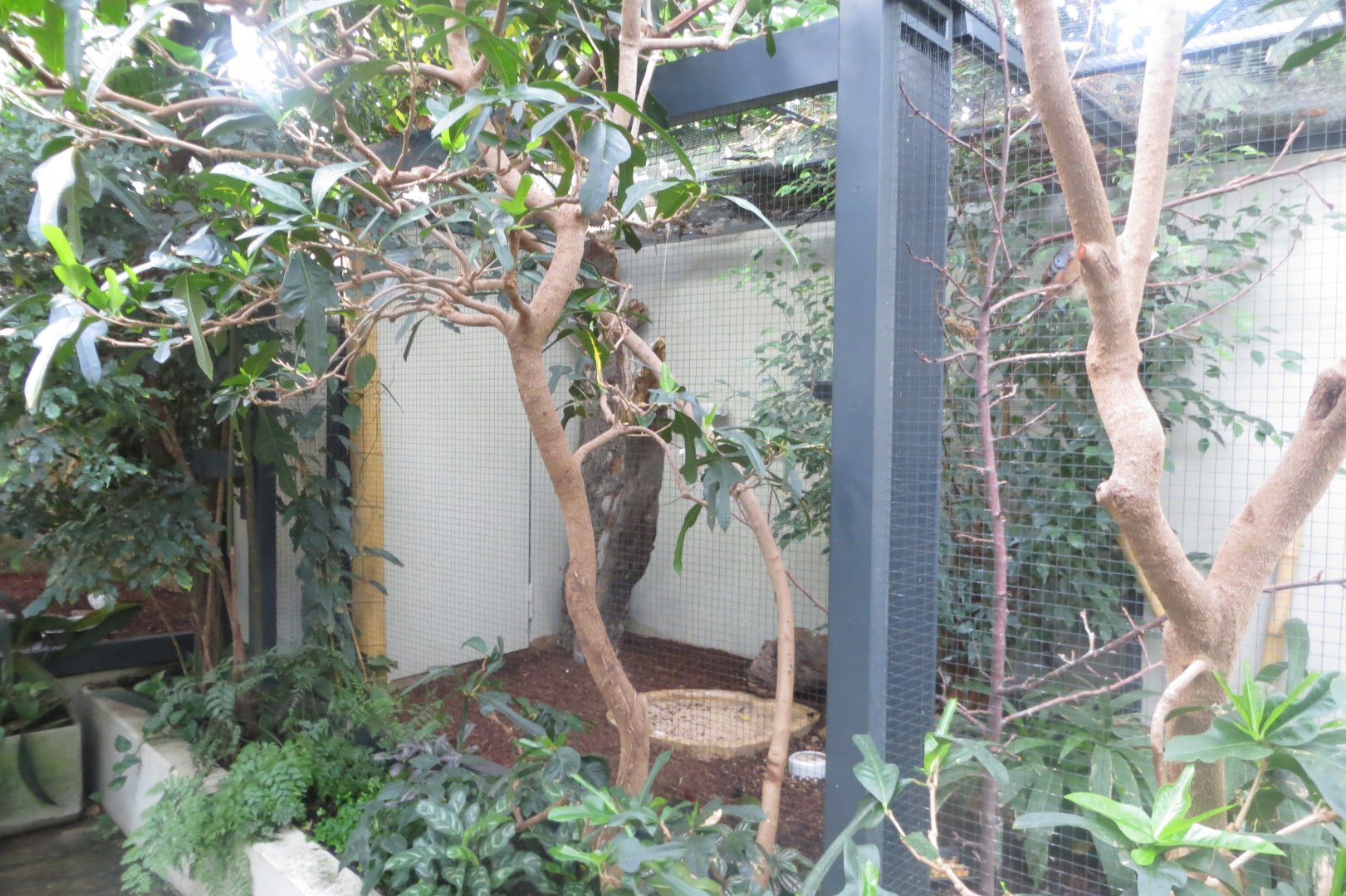 Tropenvoegel House - aviary 011218