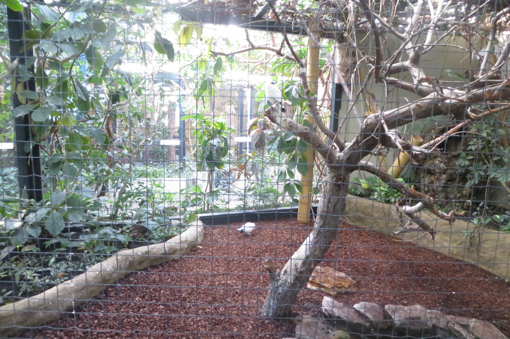 Tropenvoegel House - Bali myna aviary 011218