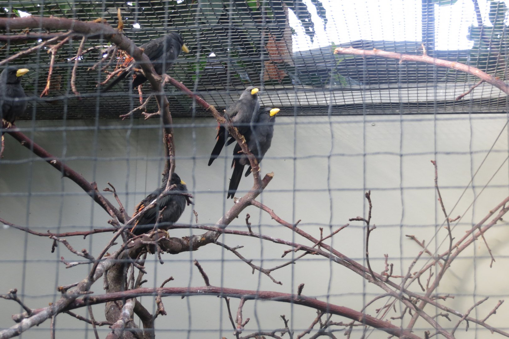 Tropenvoegel House - Grosbeak starlings 011218