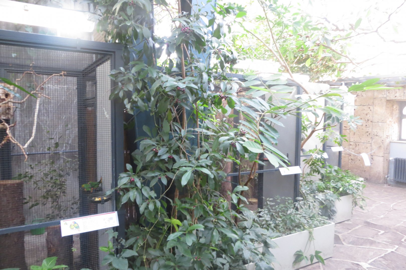 Tropenvoegel House - small aviaries 011218