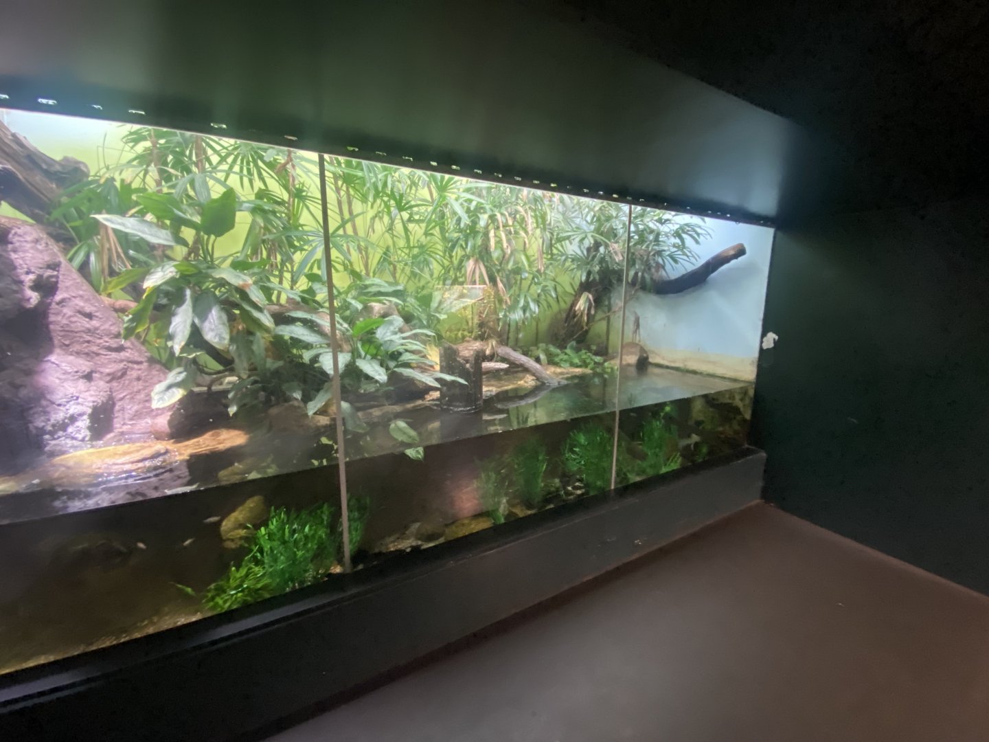 Tropezoo - Caiman lizard exhibit 261124