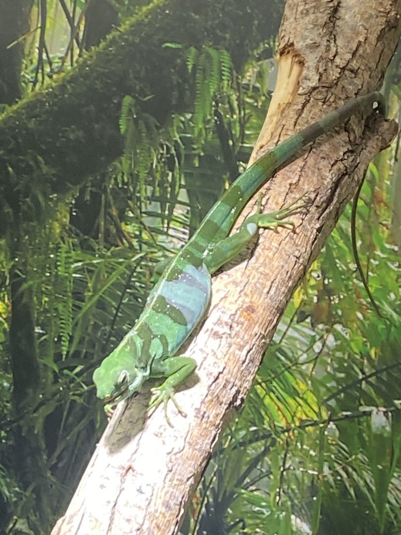 Tropezoo - Fiji banded iguana exhibit 261124