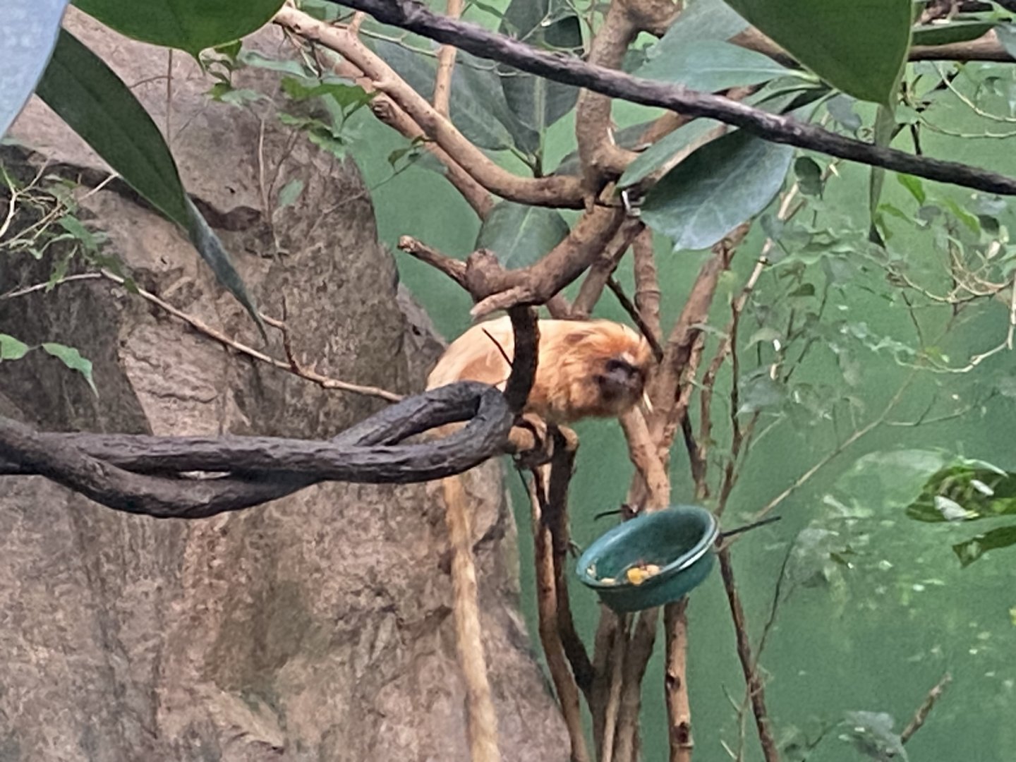Tropezoo - Golden lion tamarin 261124