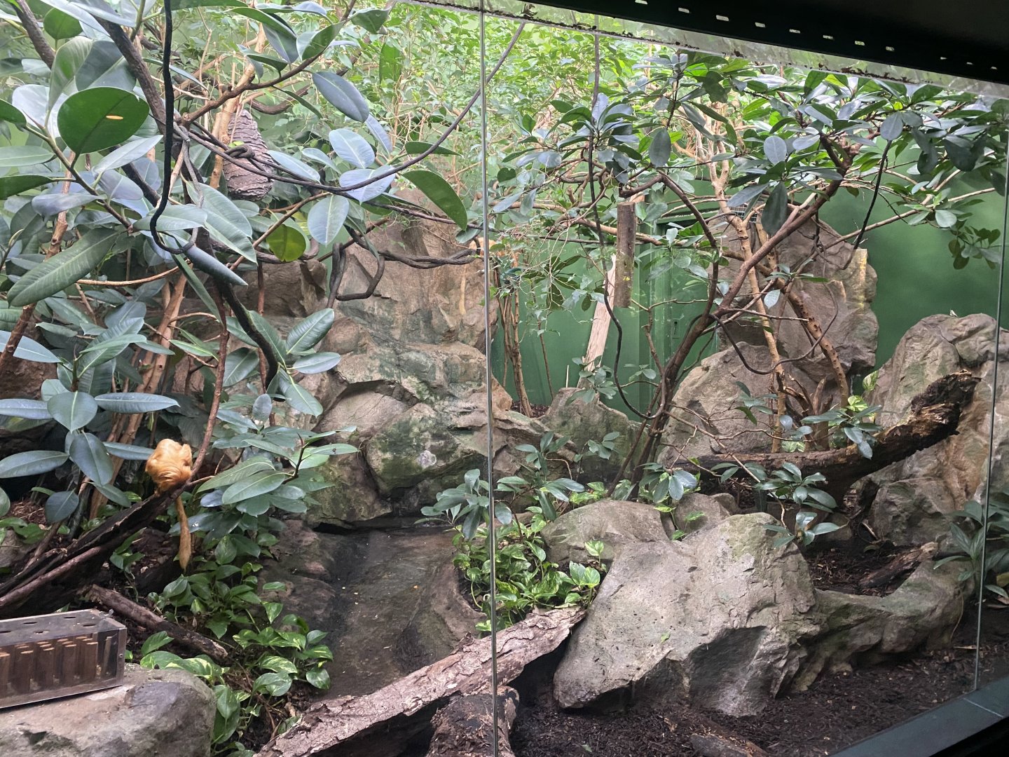 Tropezoo - Golden lion tamarin exhibit 261124