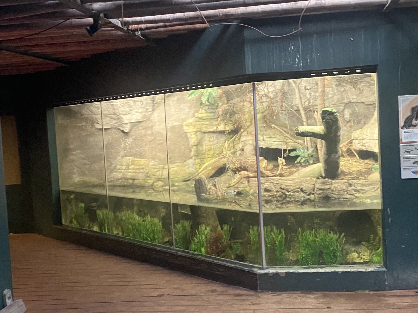 Tropezoo - Green anaconda exhibit 261124