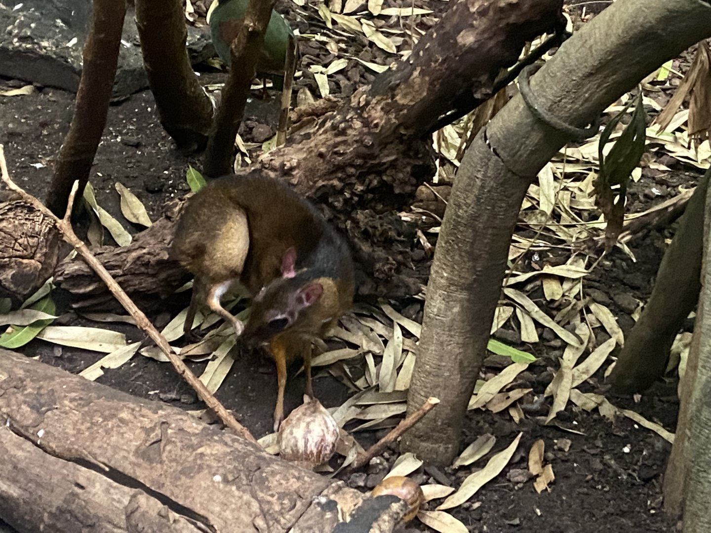 Tropezoo - Lesser mouse deer 261124