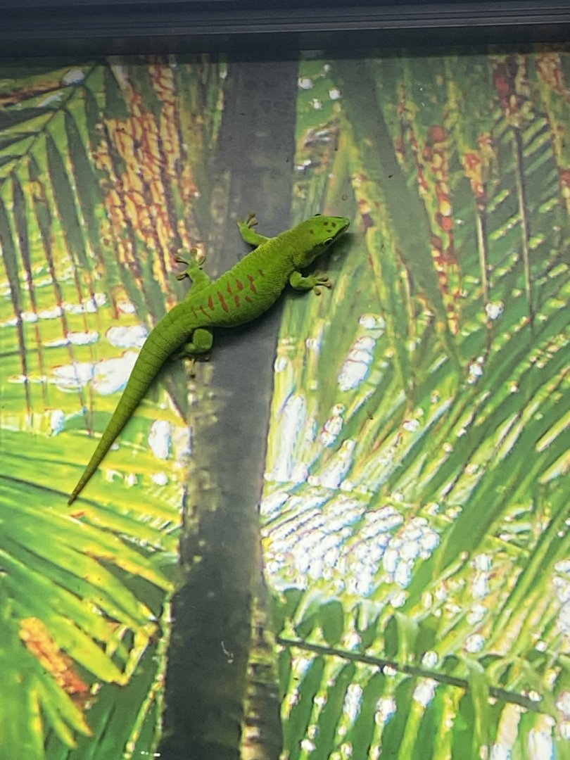 Tropezoo - Madagascar giant day gecko 261124