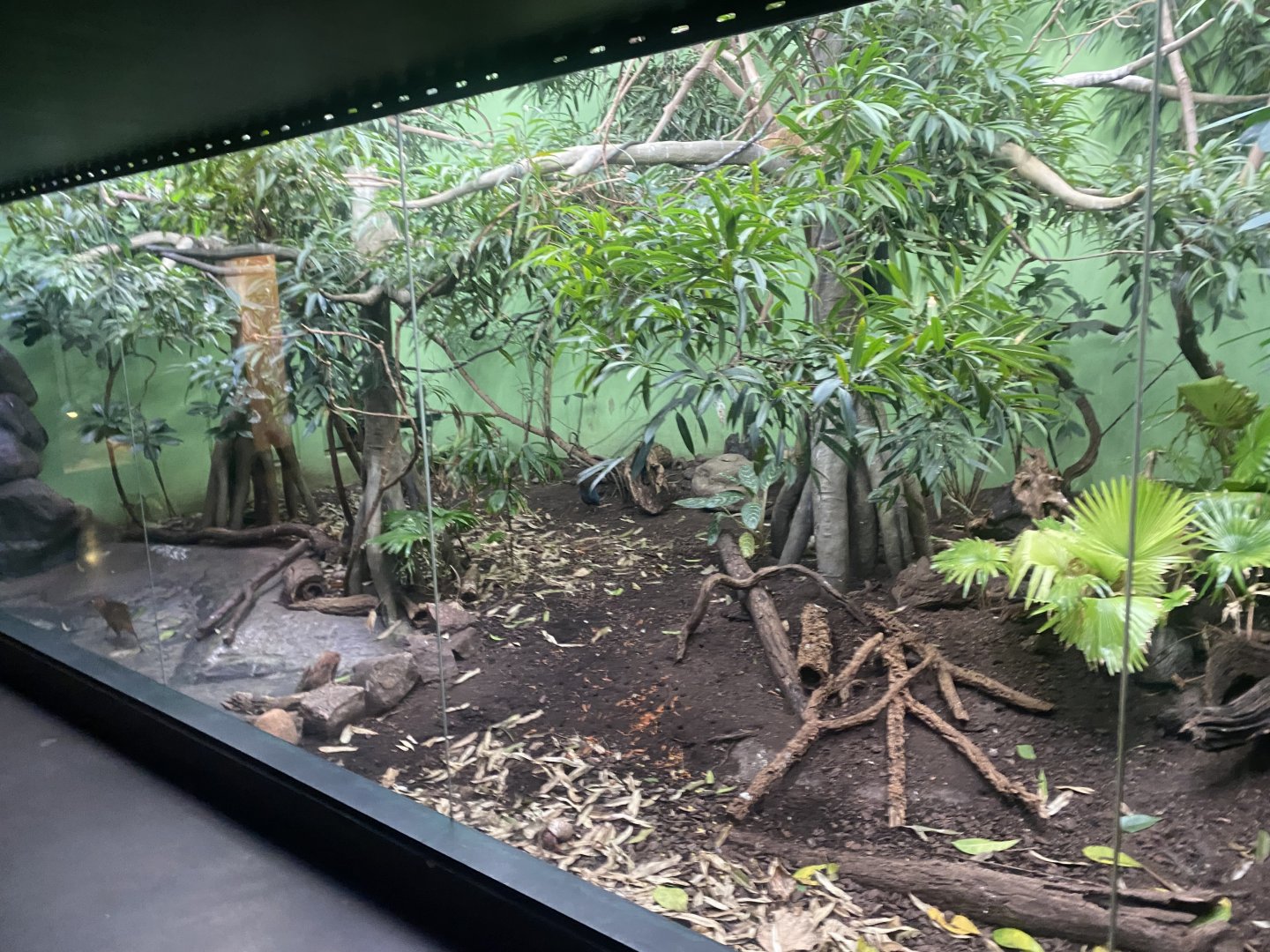 Tropezoo - Mixed exhibit 261124