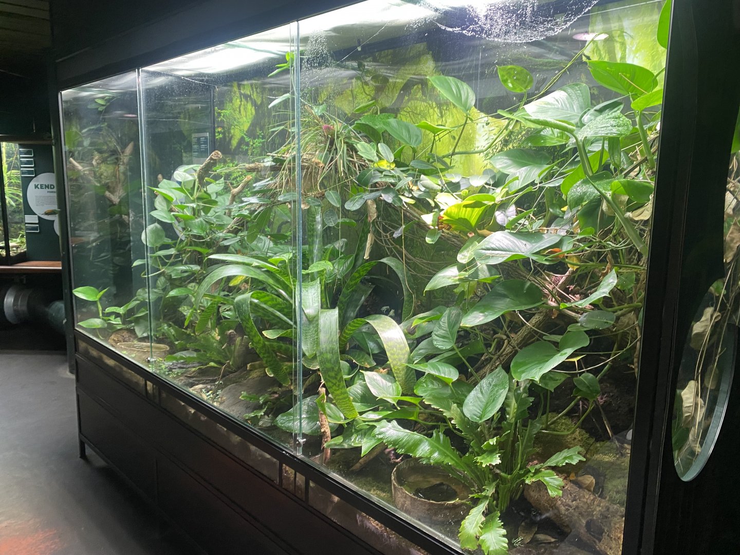 Tropezoo - Mixed poison dart frog exhibit 261124