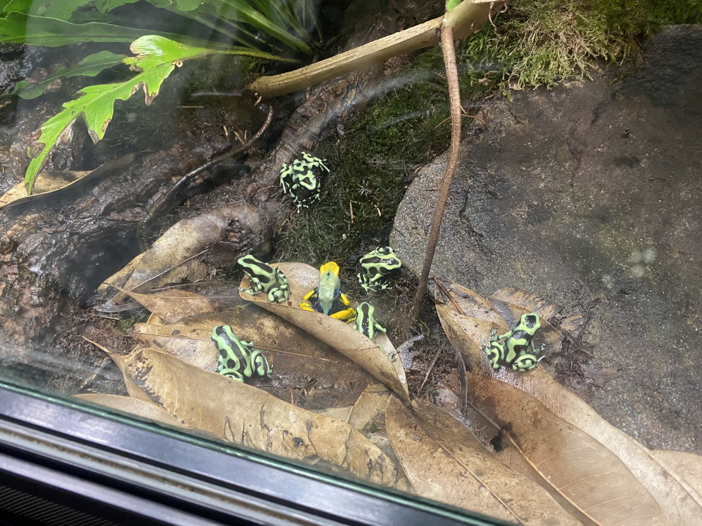 Tropezoo - Poison dart frogs 261124