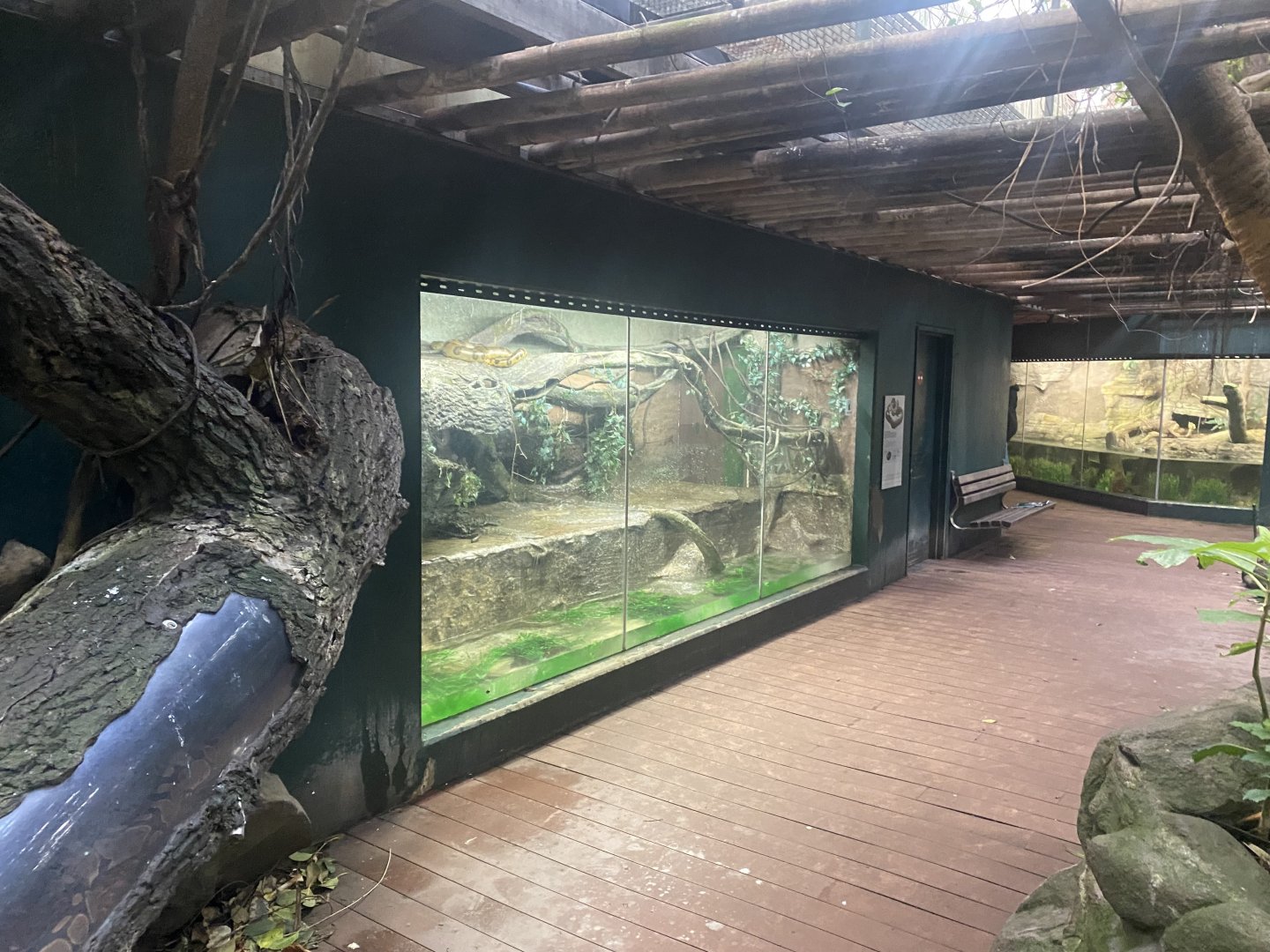 Tropezoo - Royal python exhibit 261124