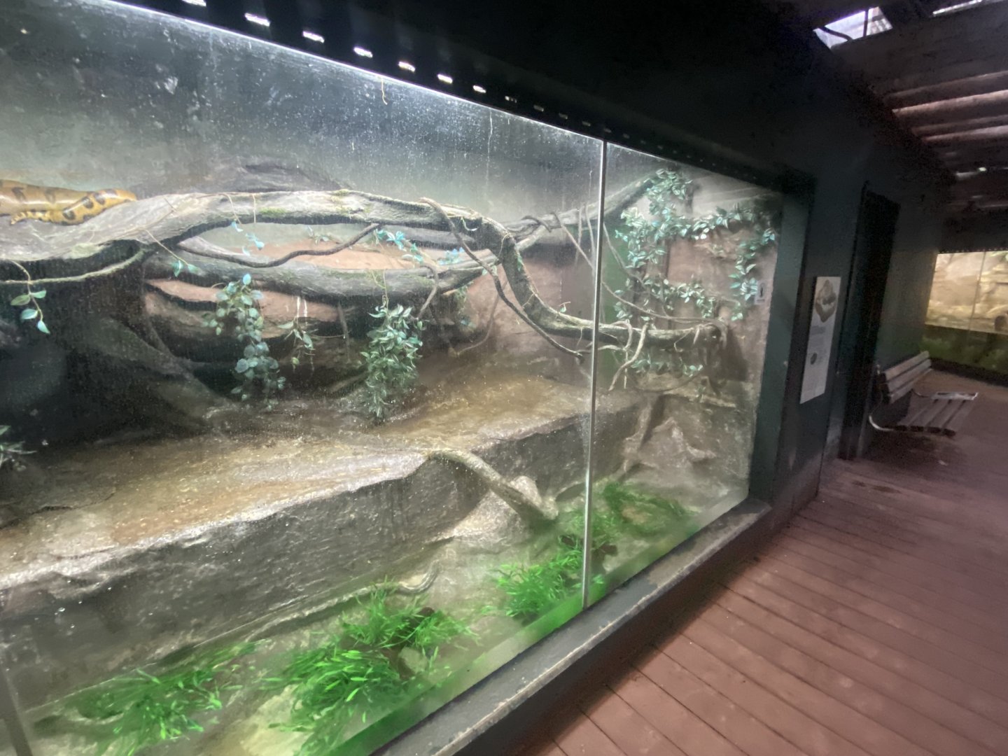 Tropezoo - Royal python exhibit 261124