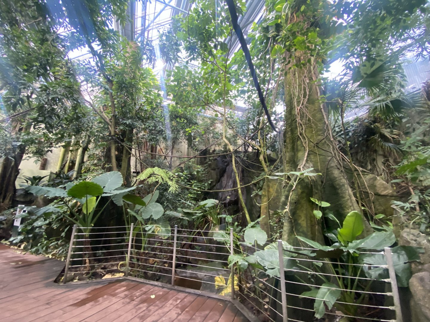 Tropezoo walkthrough aviary 261124