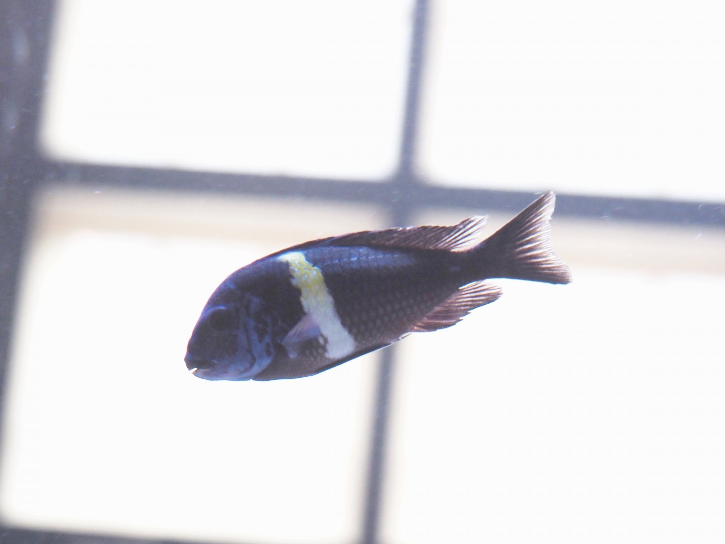 Tropheus duboisi 'Maswa', 2021-10-20