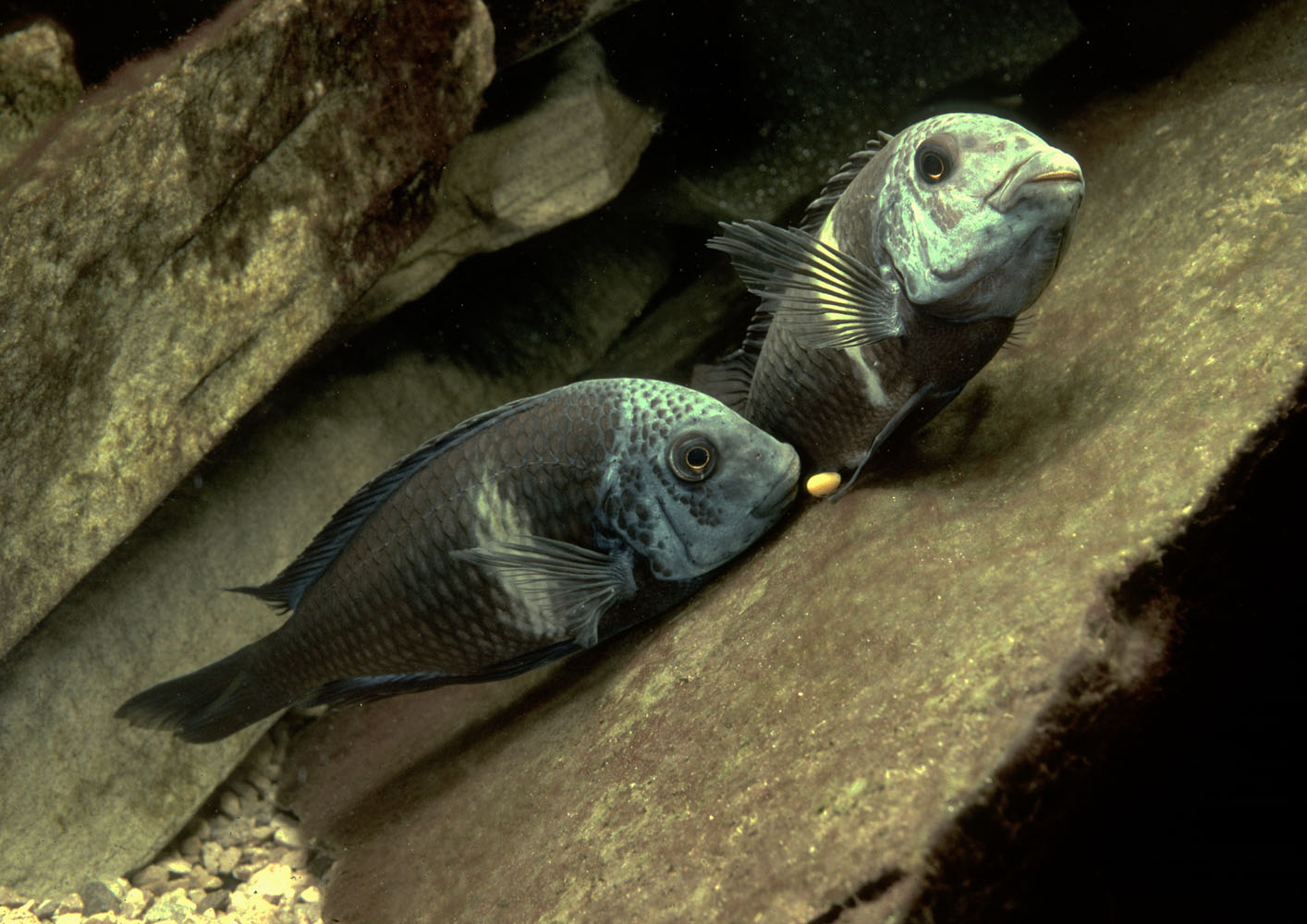 Tropheus duboisi spawning