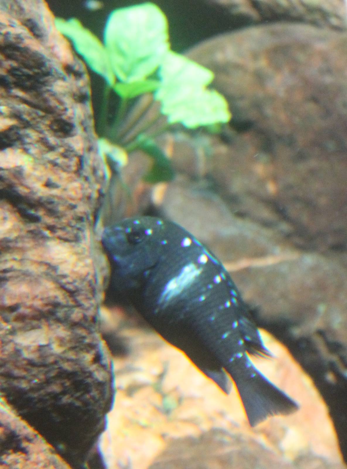 Tropheus duboisi