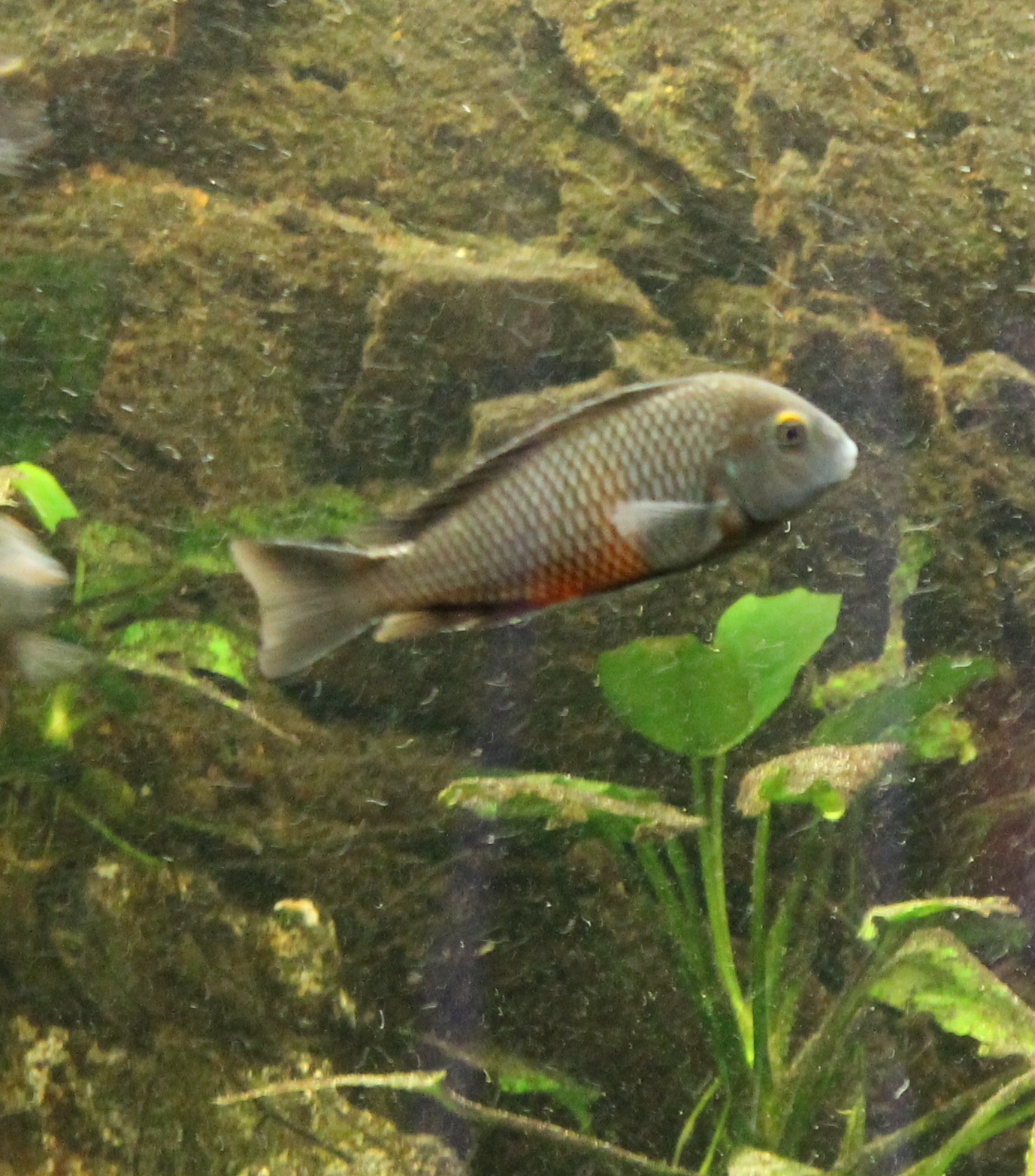 Tropheus moorii bemba