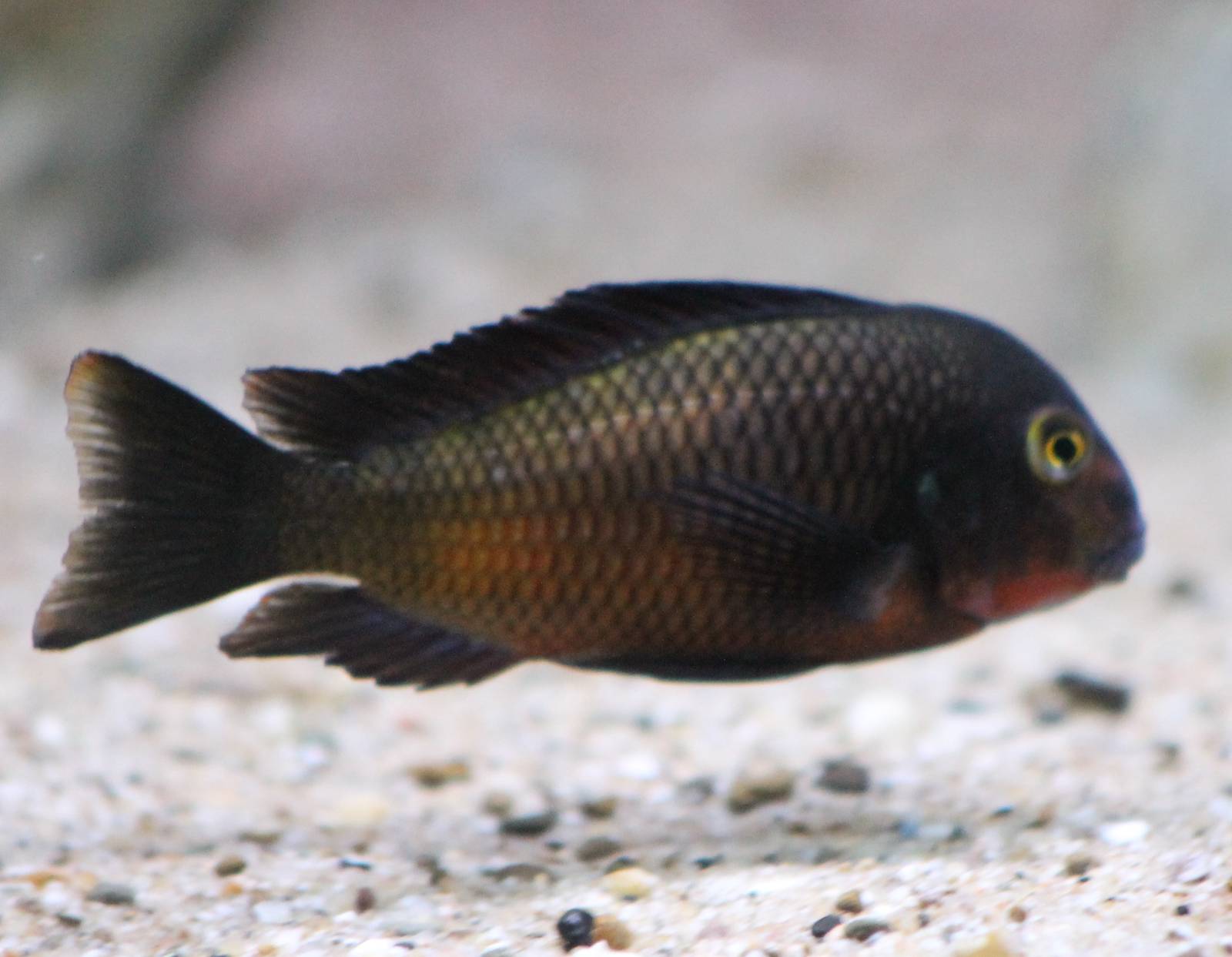 Tropheus moorii