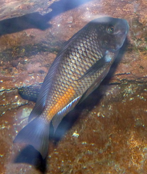 Tropheus moorii