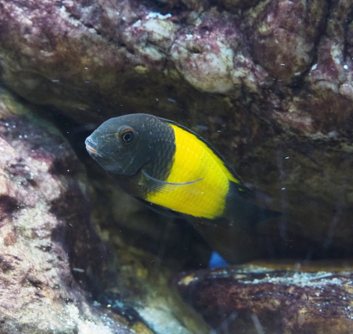 Tropheus species 'Black Ikola', 2021-10-20
