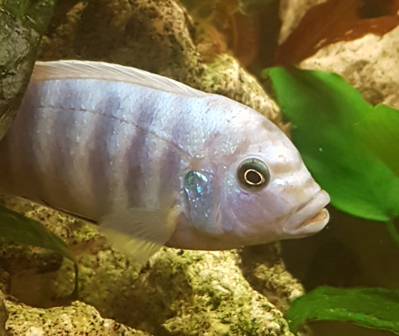 Tropheus species