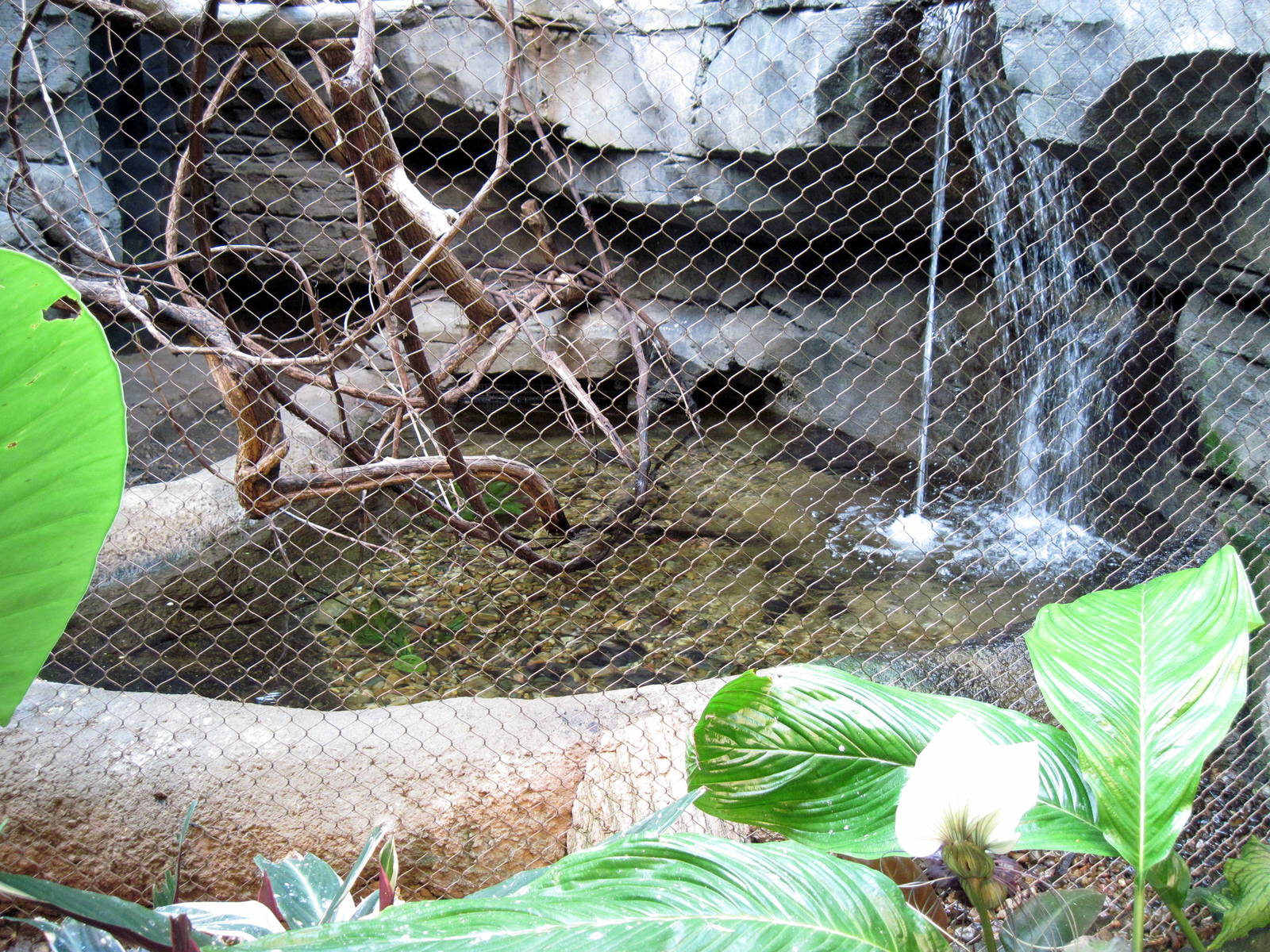 Tropic-Freshwater Stingray Pool