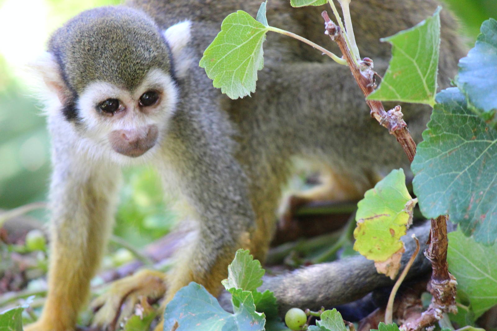 Tropic Trail - Common Squirrel Monkey