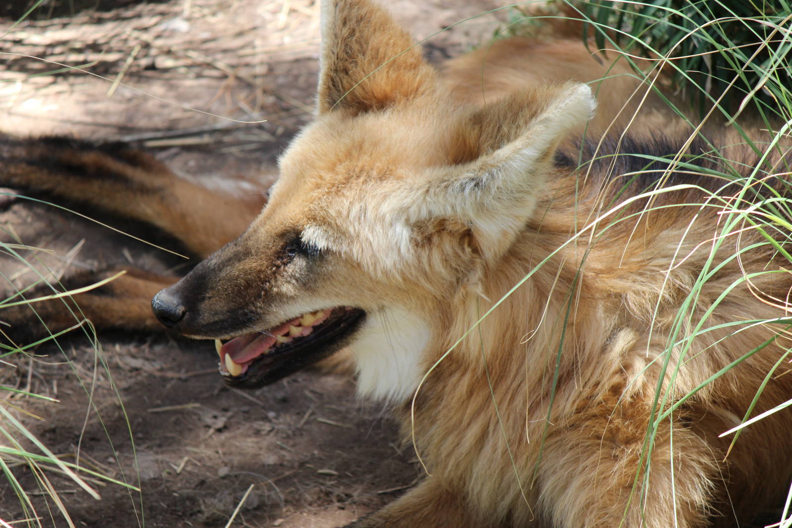 Tropic Trail - Maned Wolf