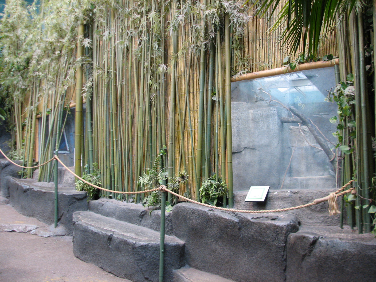 Tropic World - Africa - Future Red-tailed Guenon Exhibit