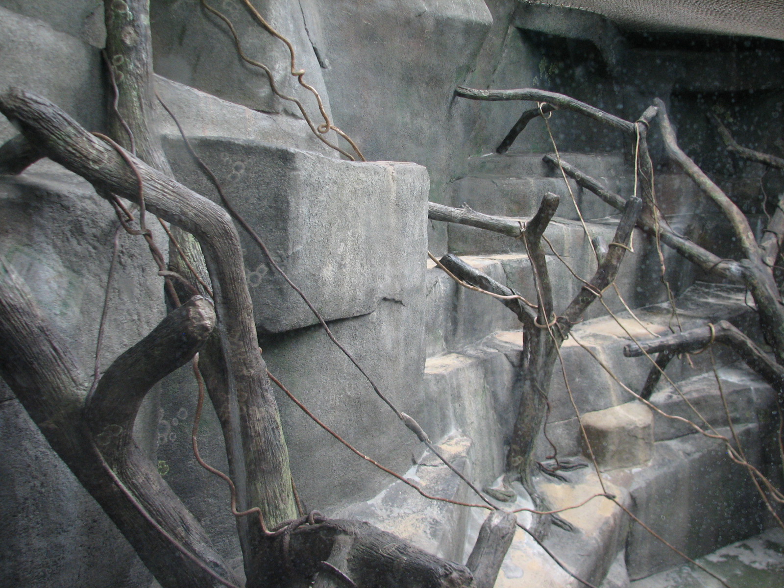 Tropic World - Africa - Future Red-tailed Guenon Exhibit