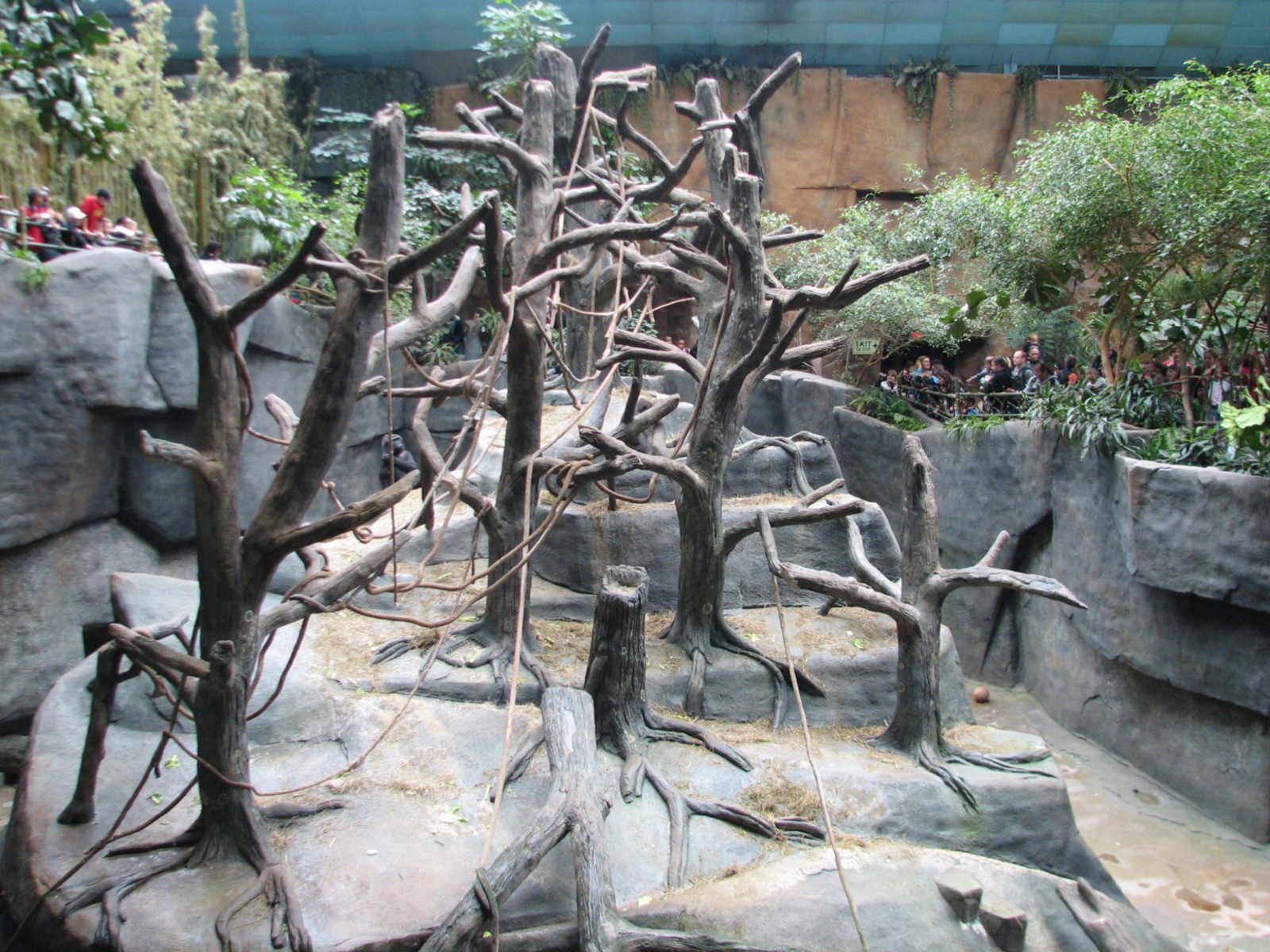 Tropic World - Africa - Gorilla Exhibit