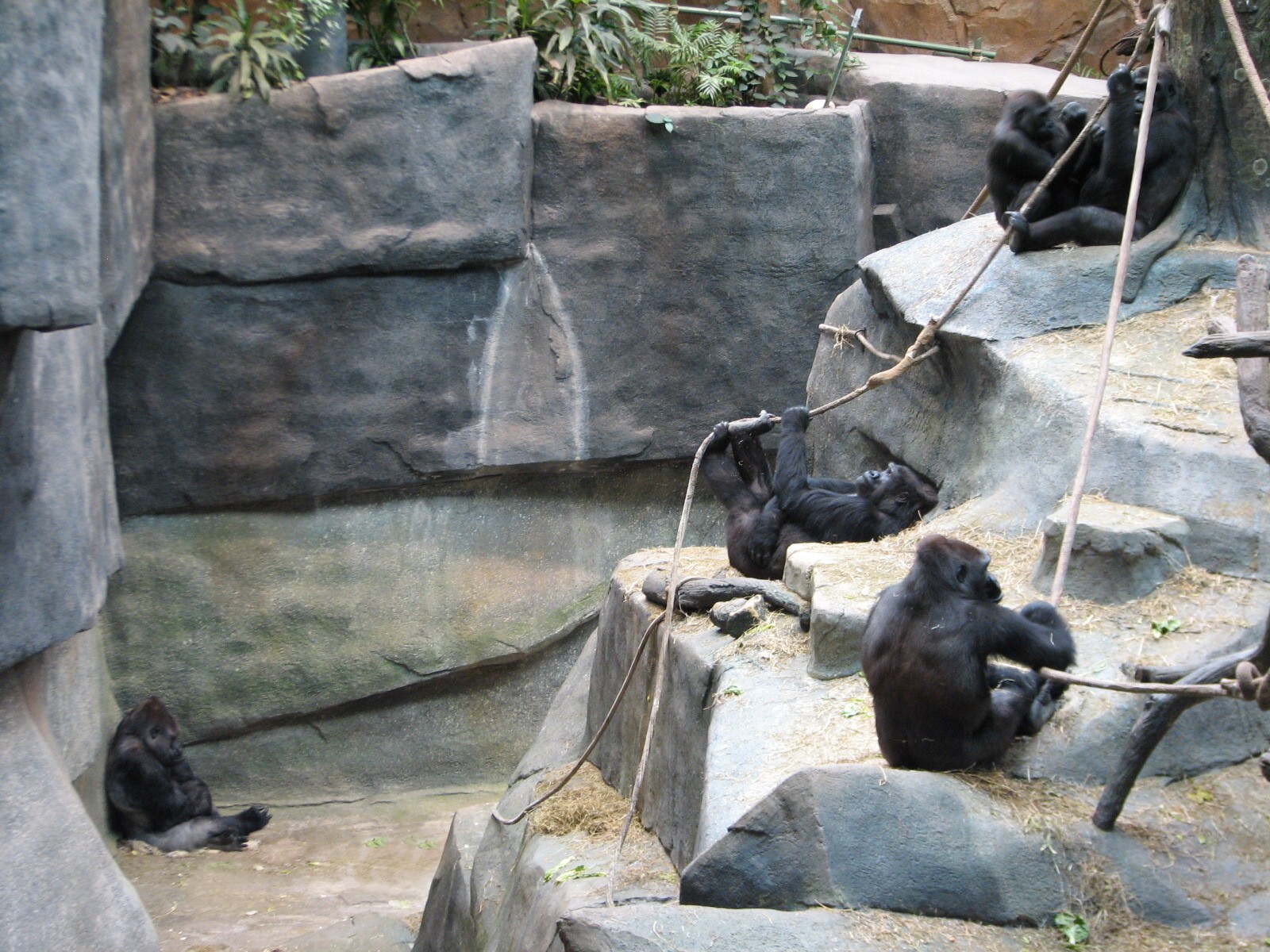 Tropic World - Africa - Gorilla Exhibit