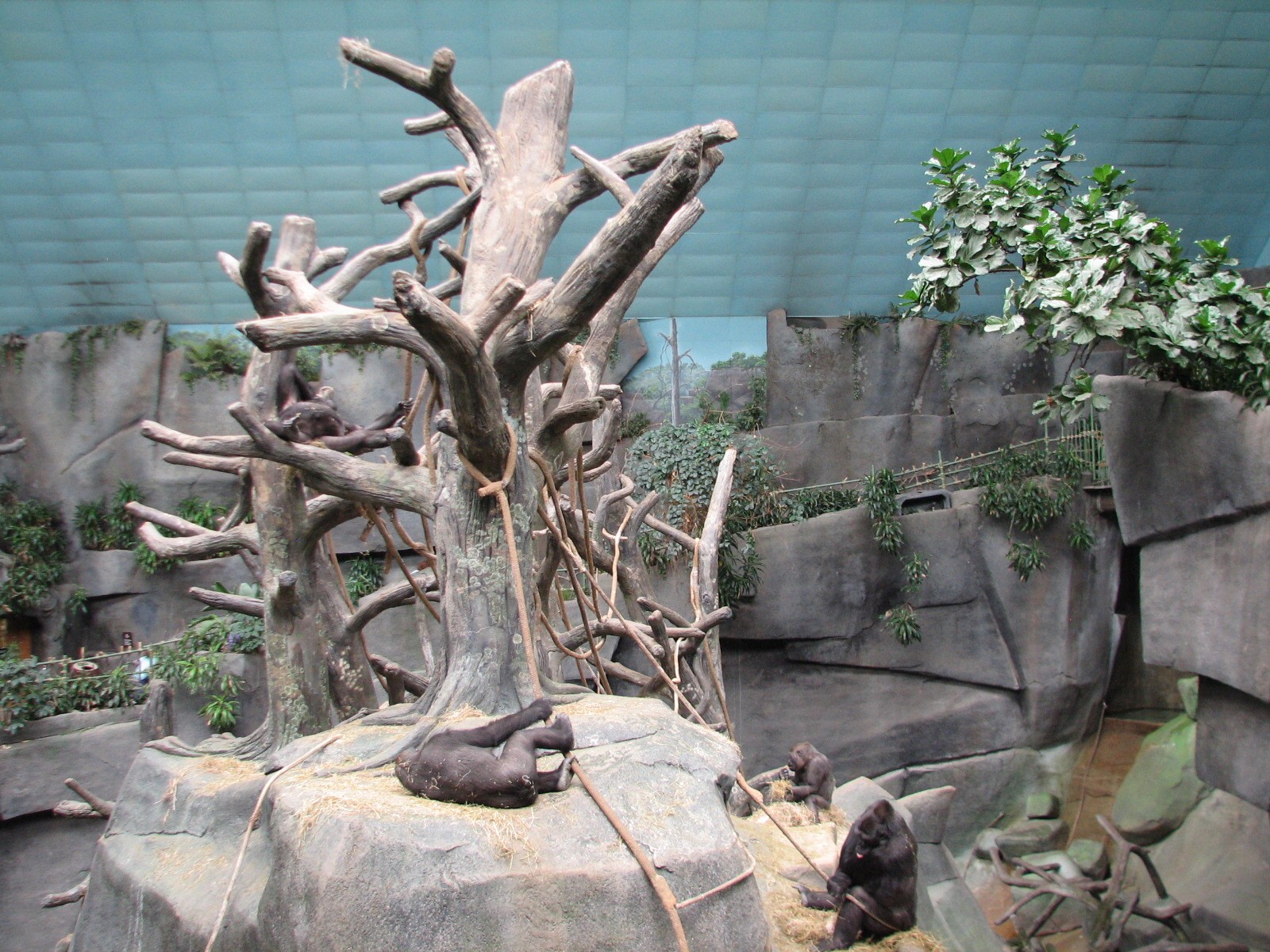 Tropic World - Africa - Gorilla Exhibit