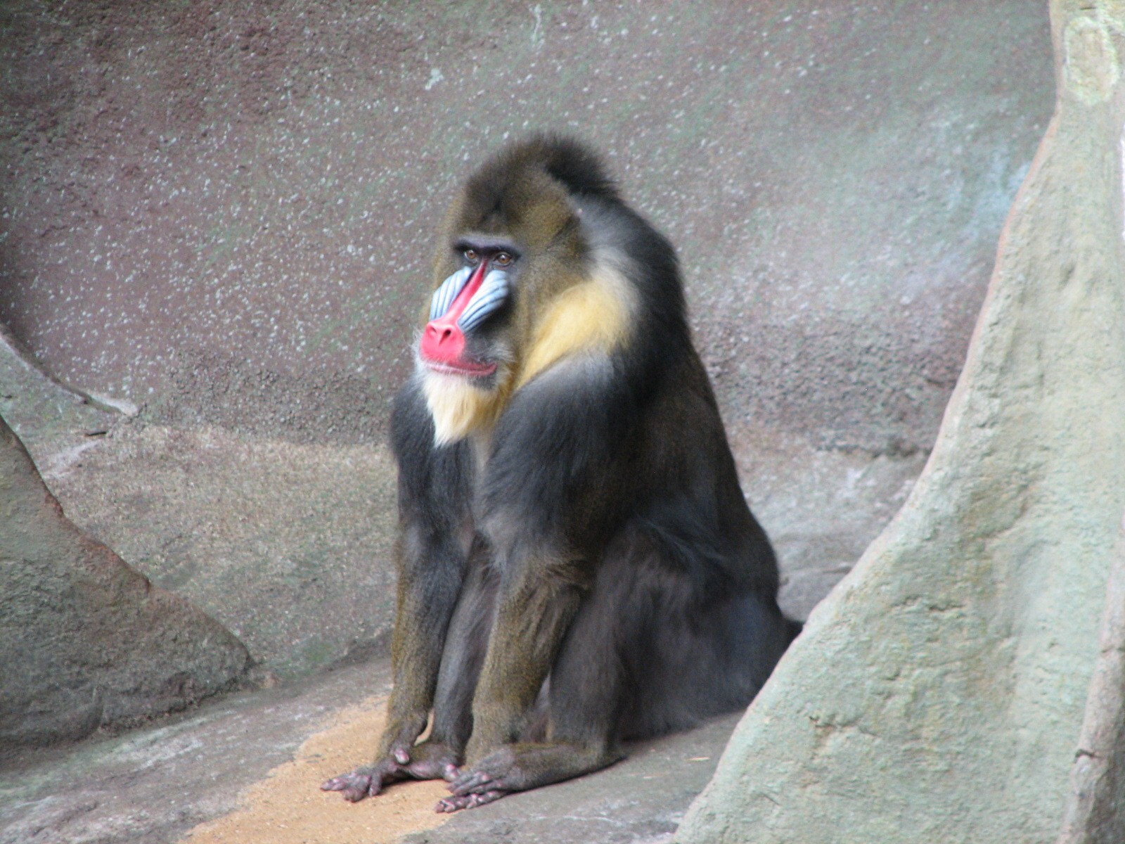 Tropic World - Africa - Mandrill