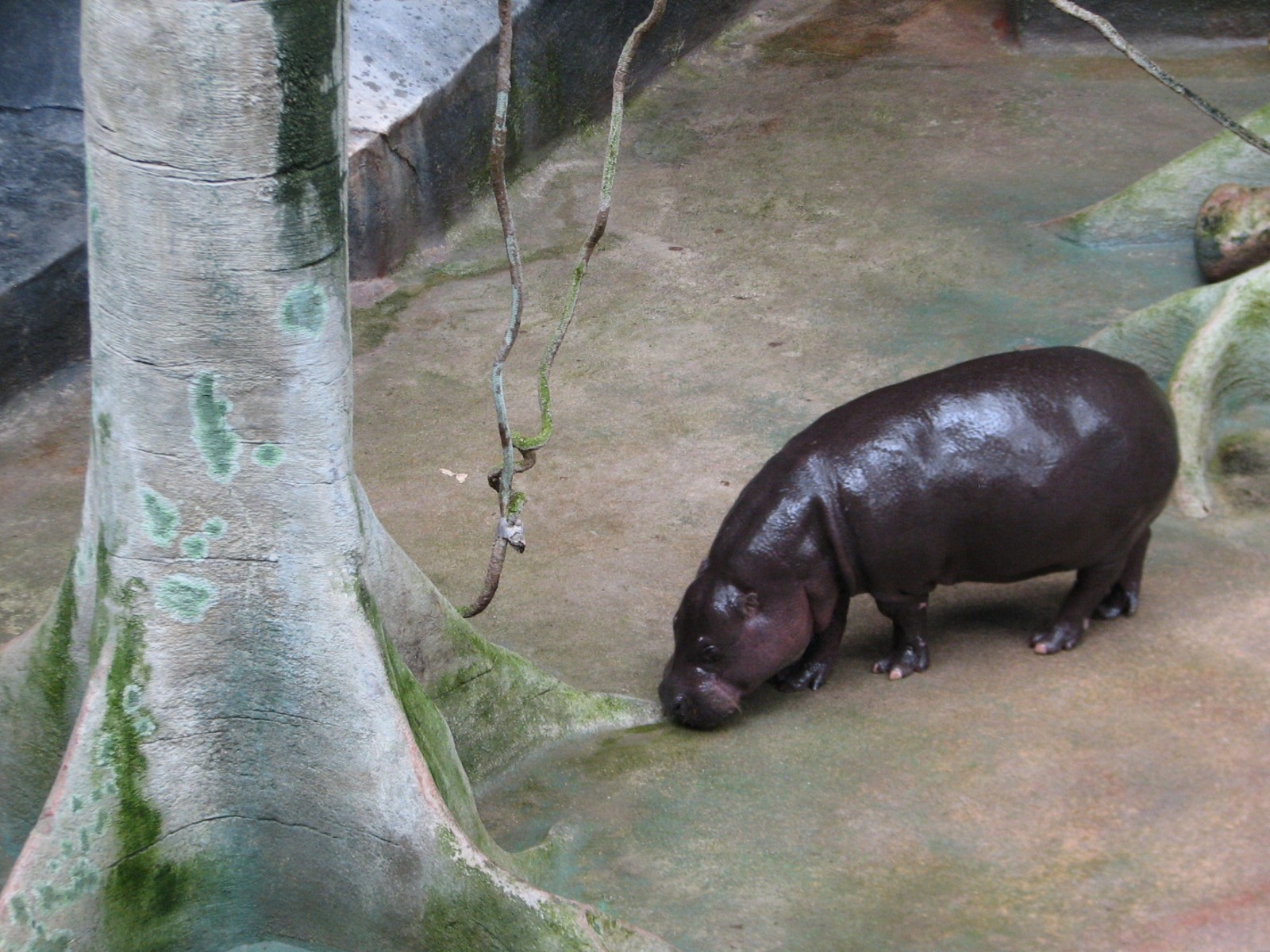 Tropic World - Africa - Pygmy Hippo