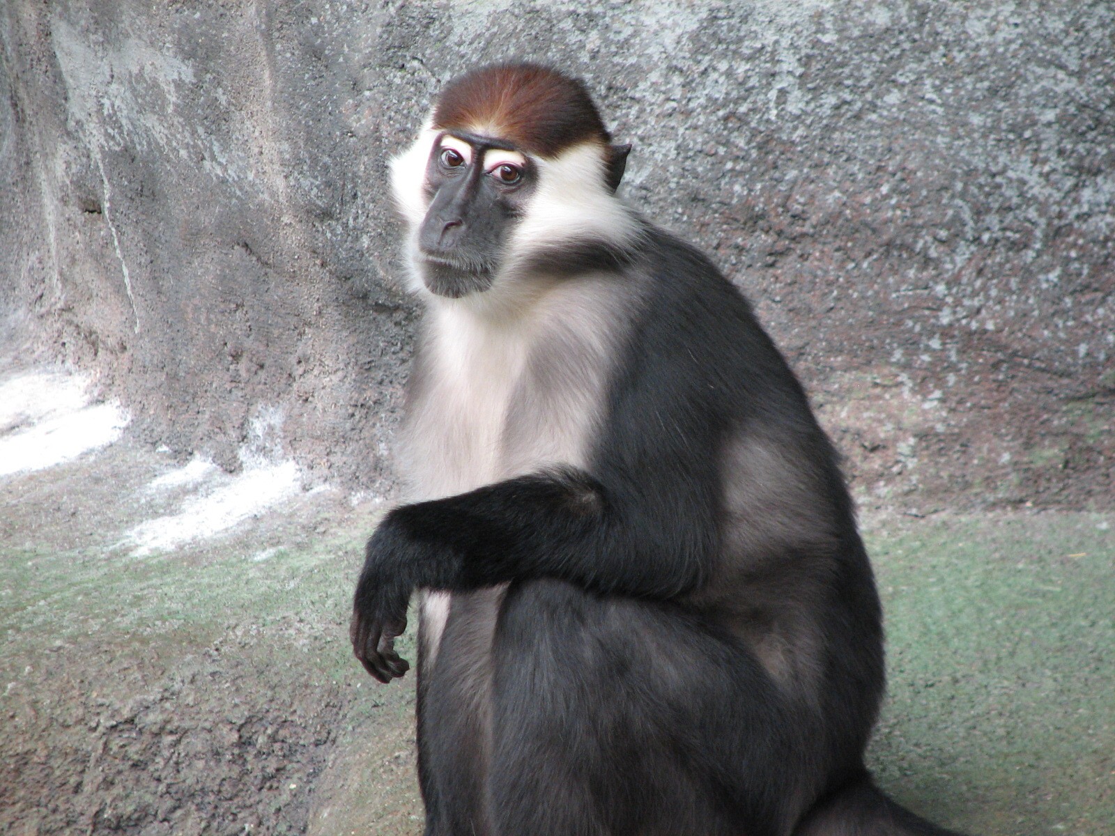 Tropic World - Africa - Red-capped Mangabey