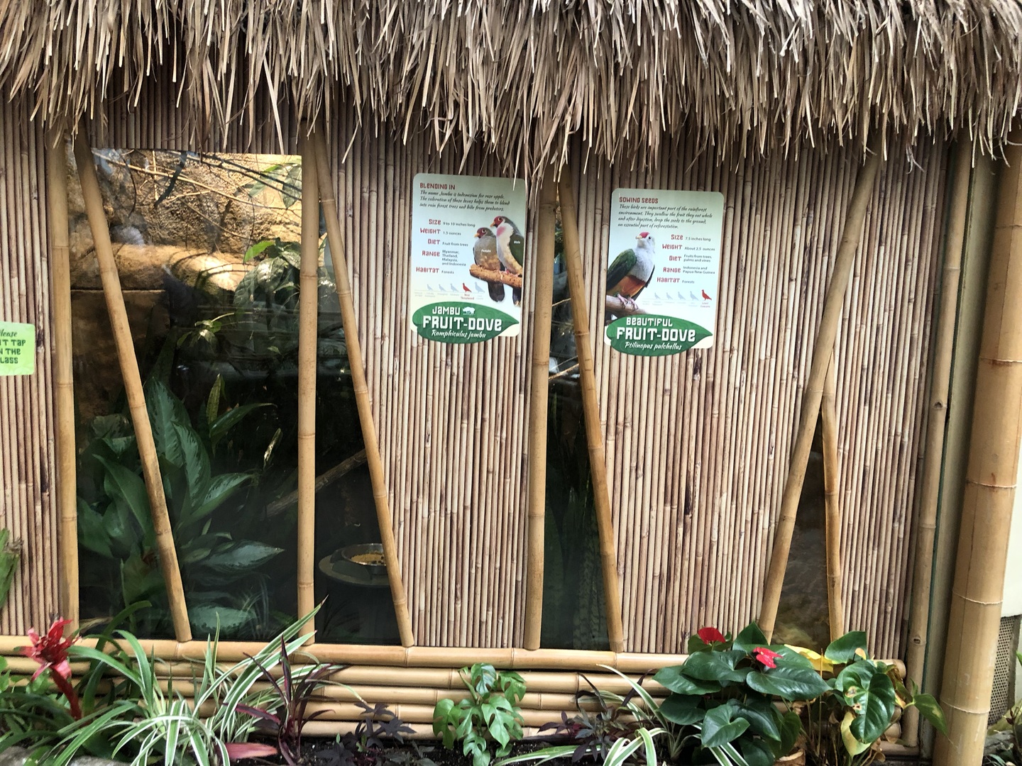 Tropic World-Asia Fruit-Doves