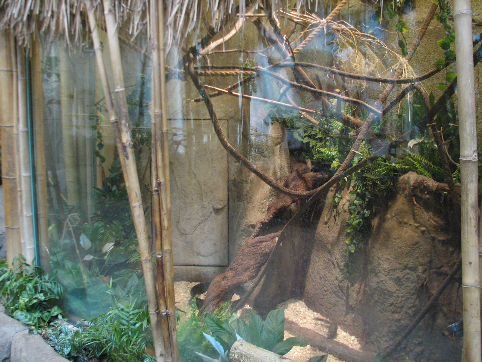 Tropic World - Asia - Northern Tree Shrew Exhibit