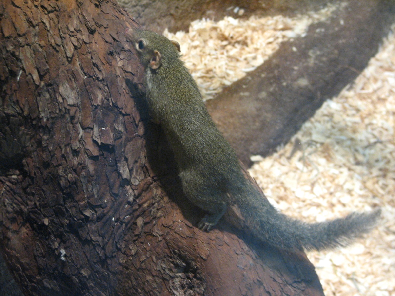 Tropic World - Asia - Northern Tree Shrew