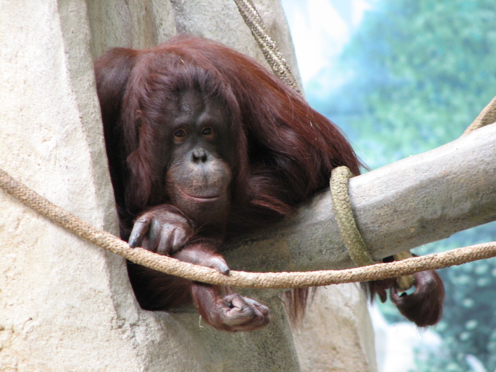 Tropic World - Asia - Orangutan