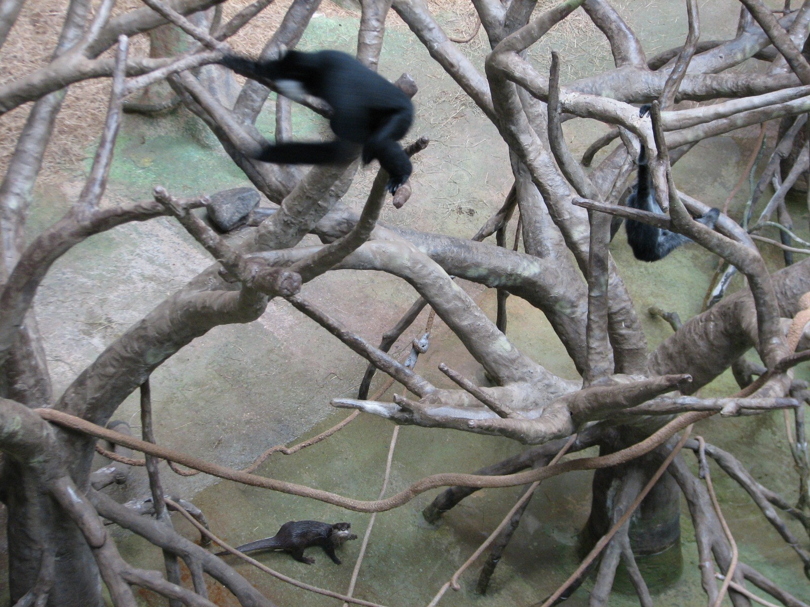 Tropic World - Asia - White-cheeked Gibbon and Asian Small-clawed Otter