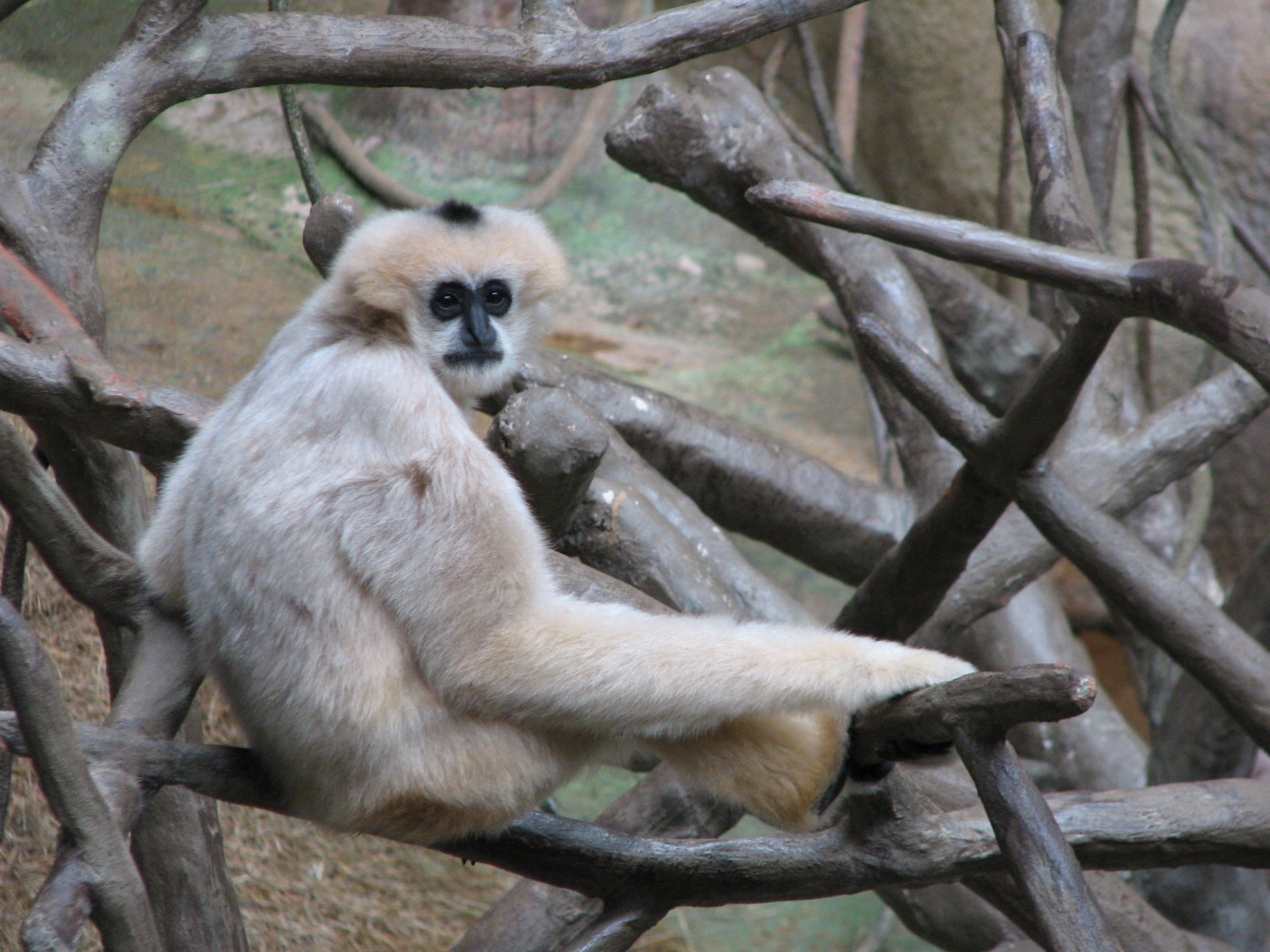Tropic World - Asia - White-cheeked Gibbon