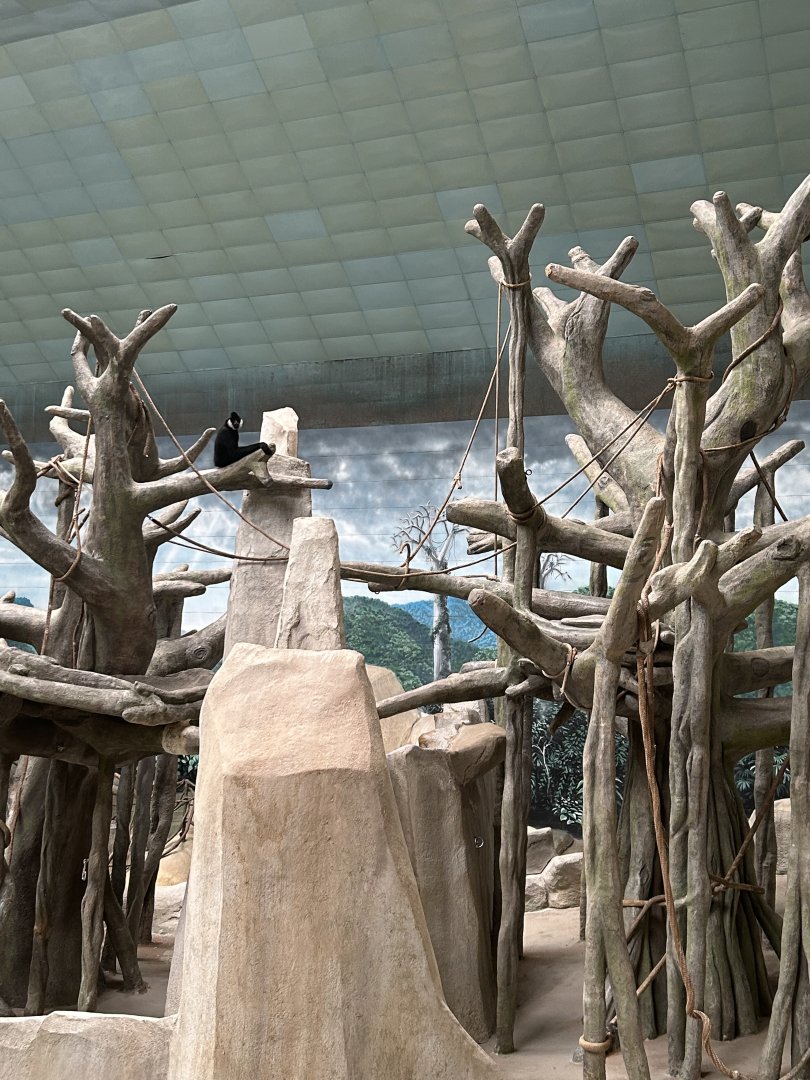 Tropic World Asia- white-cheeked gibbon