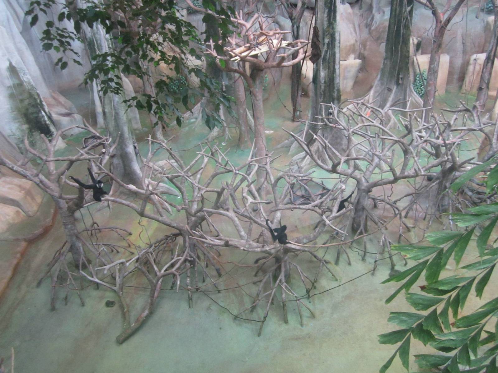 Tropic World - Asia - White-cheeked Gibbons