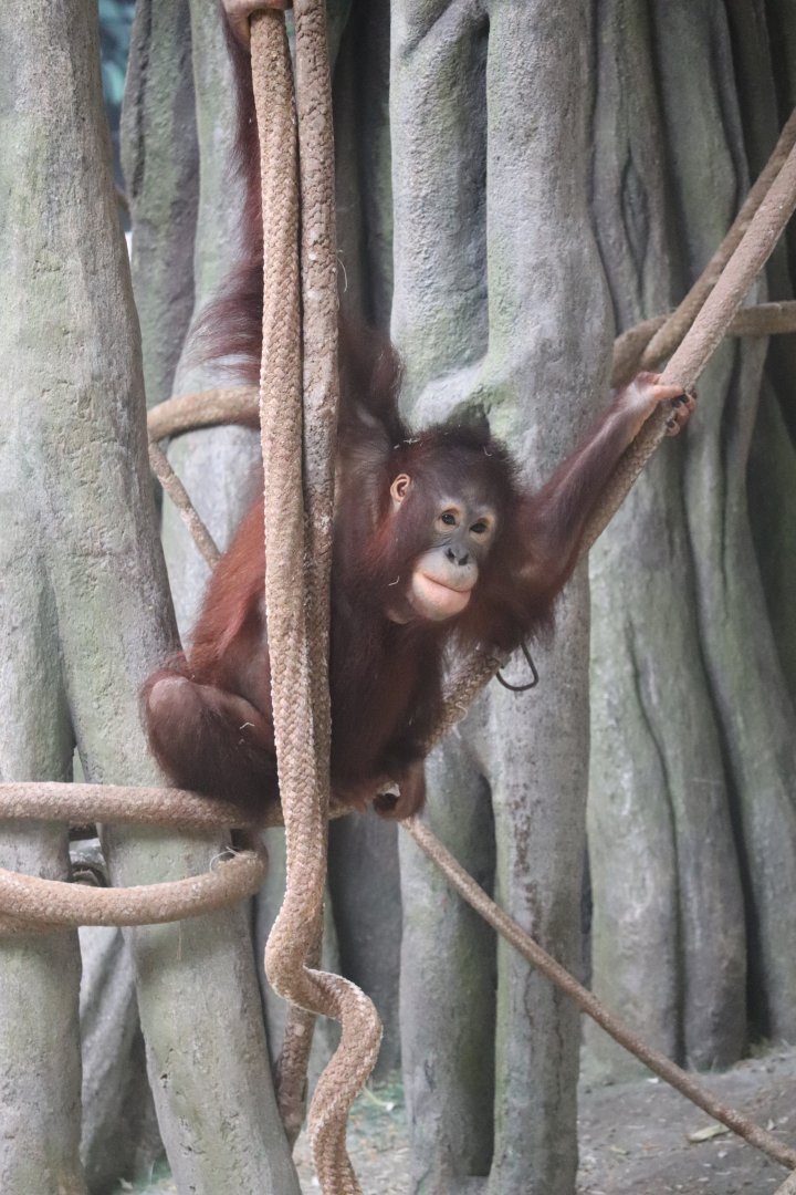 Tropic World - Bornean Orangutan