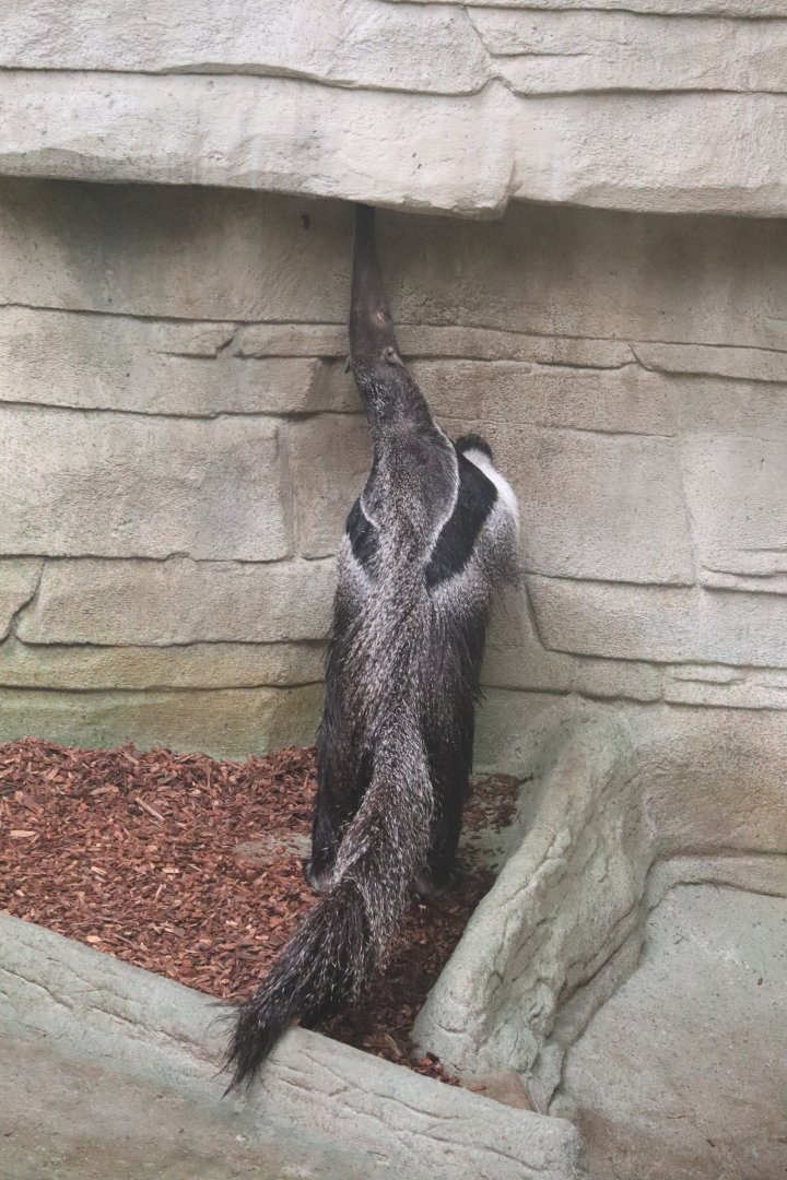 Tropic World - Giant Anteater