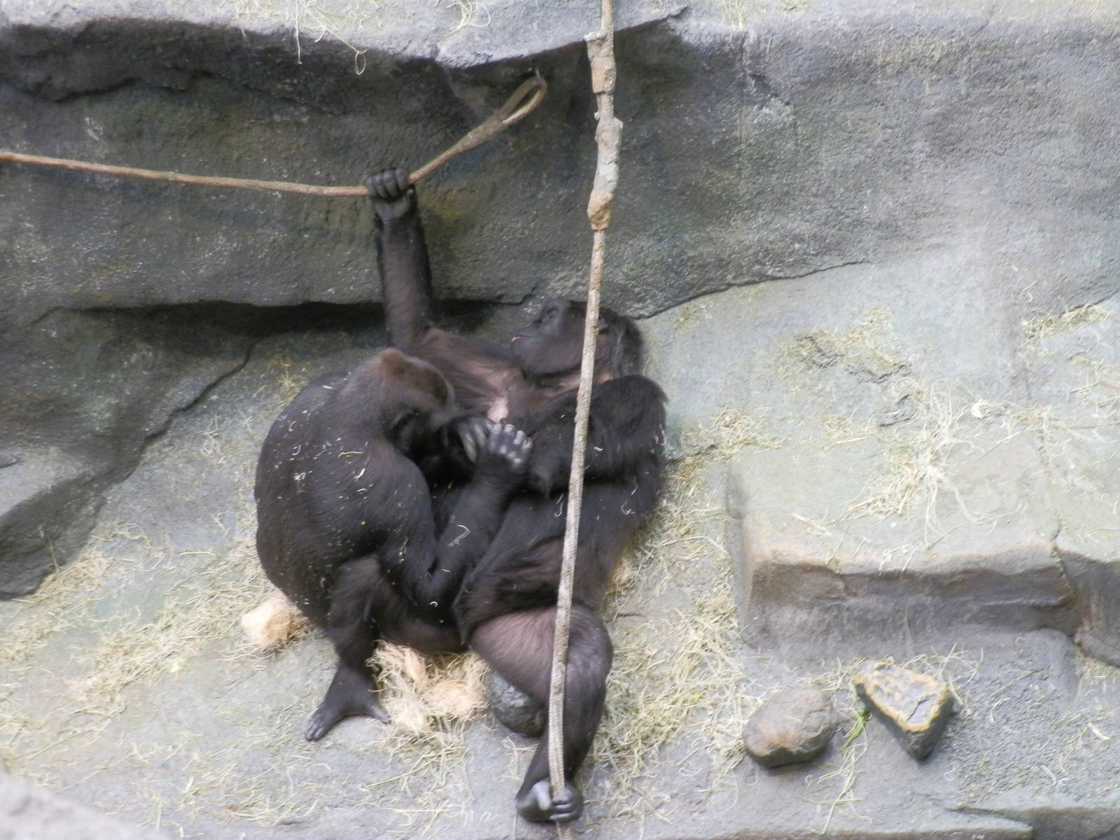 Tropic World- Gorillas Grooming