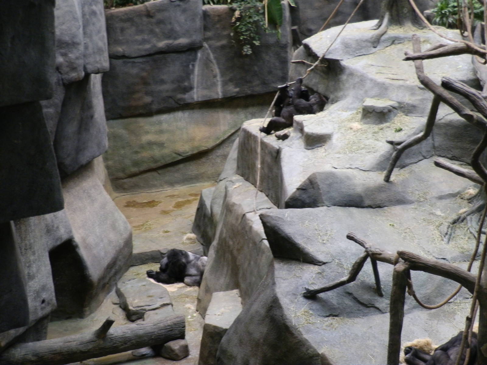 Tropic World- Gorillas