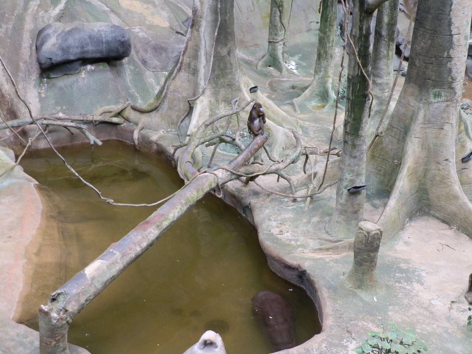 Tropic World- Mandrill and Pygmy Hippo